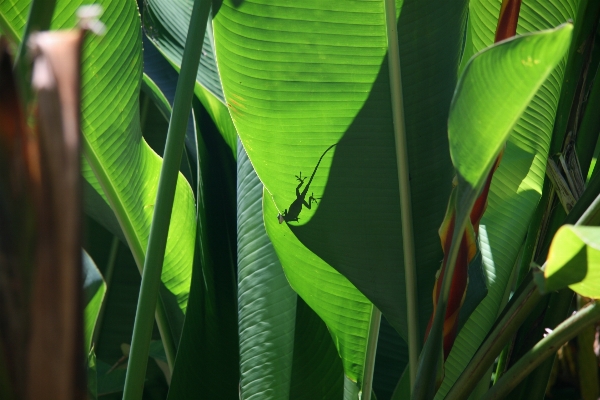 Photo Arbre nature herbe bifurquer