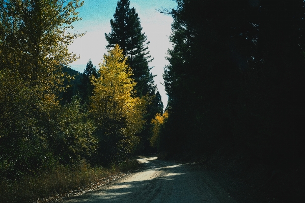 Tree nature forest outdoor Photo