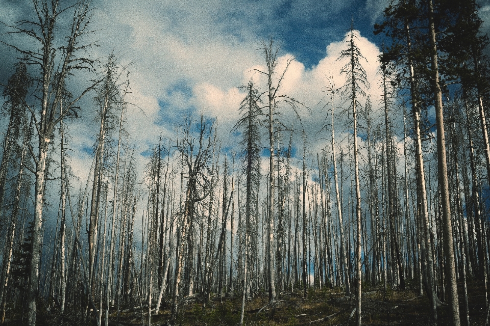 Drzewo natura las na wolnym powietrzu