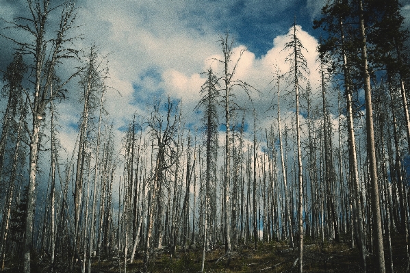 Tree nature forest outdoor Photo