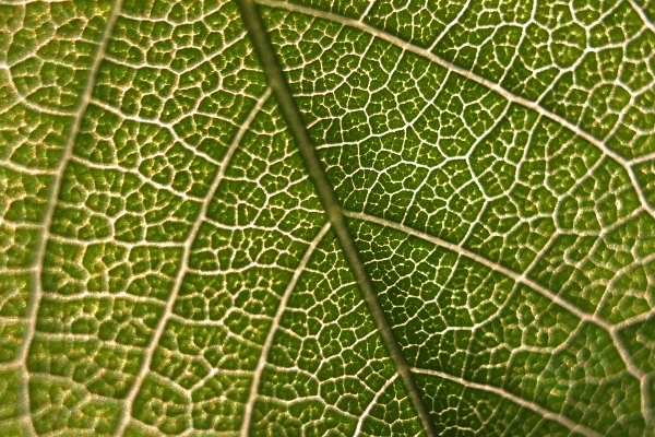 Branch plant leaf flower Photo