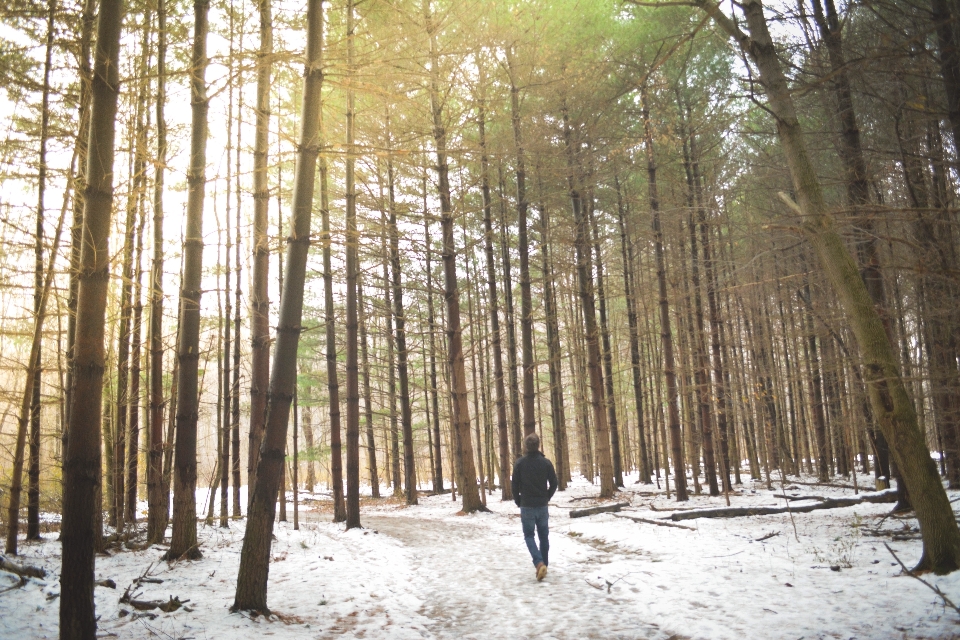 árvore floresta região selvagem
 neve