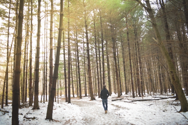 Foto árvore floresta região selvagem
 neve