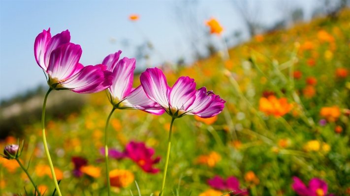 Nature grass blossom plant Photo