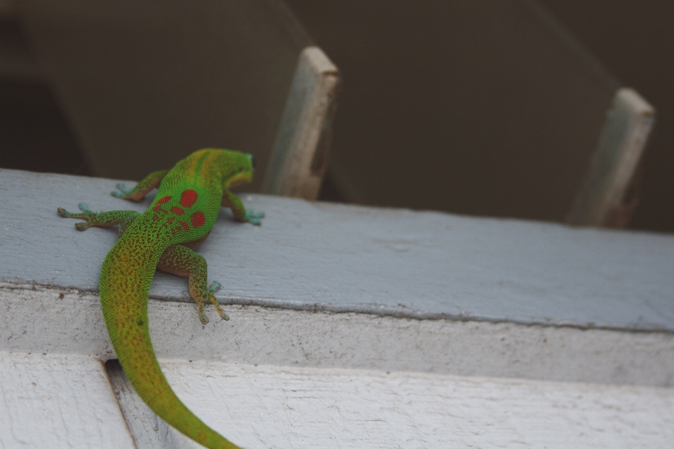 Green reptile fauna lizard