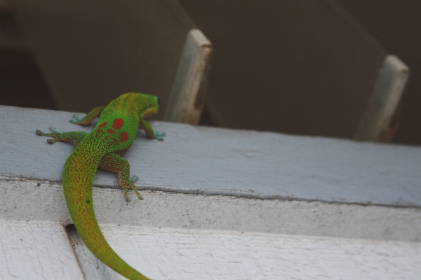 Green reptile fauna lizard Photo