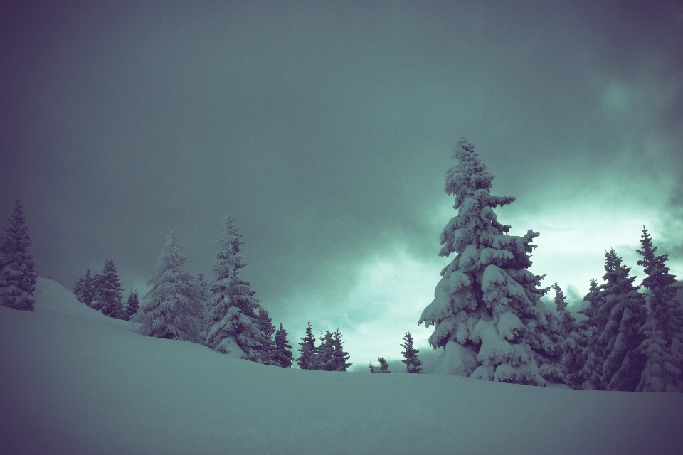 树 山 雪 冬天