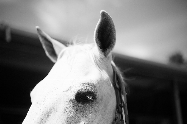 Black and white farm photography Photo