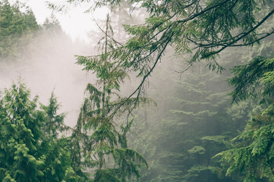 Lanskap pohon alam hutan