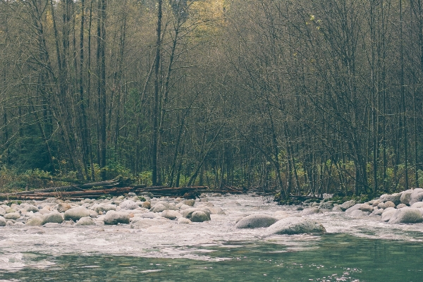 Foto Albero natura foresta selvaggia
