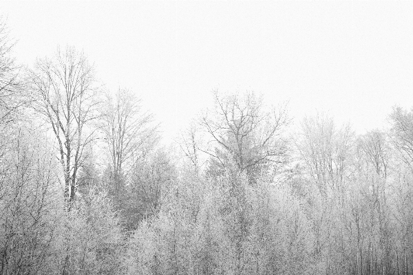 Photo Arbre forêt herbe bifurquer