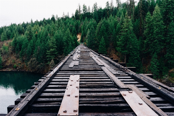 Tree track railroad bridge Photo