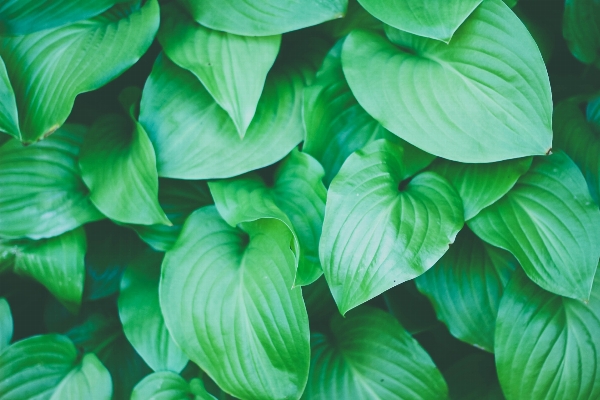 Foto All'aperto pianta foglia fiore