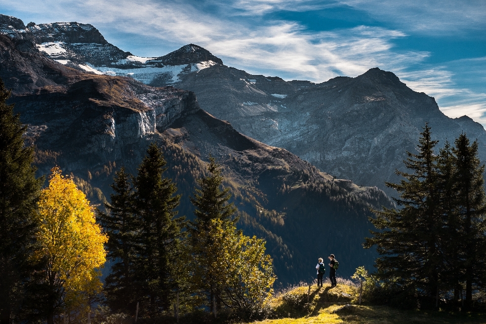 пейзаж дерево природа открытый