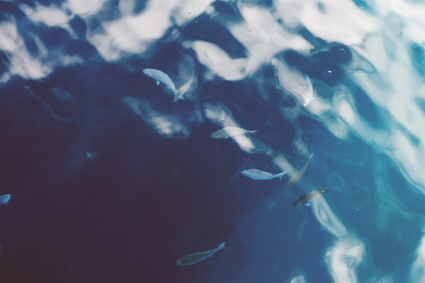 海 水 海洋 波紋 写真