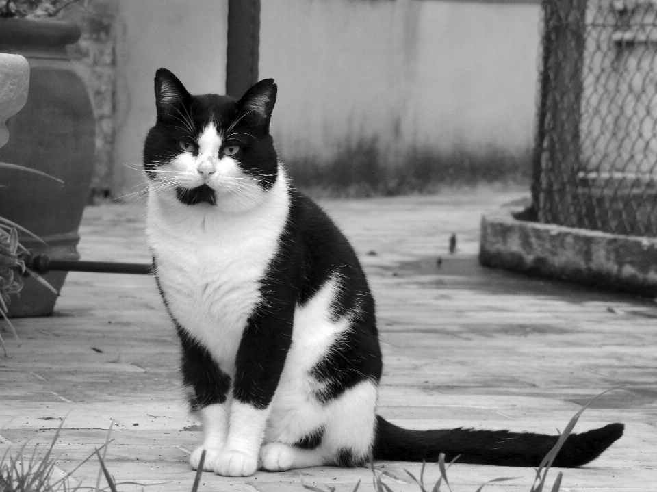 En blanco y negro
 gato mamífero