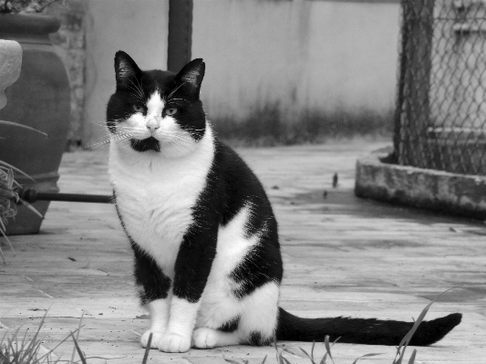 Foto Bianco e nero
 gatto mammifero