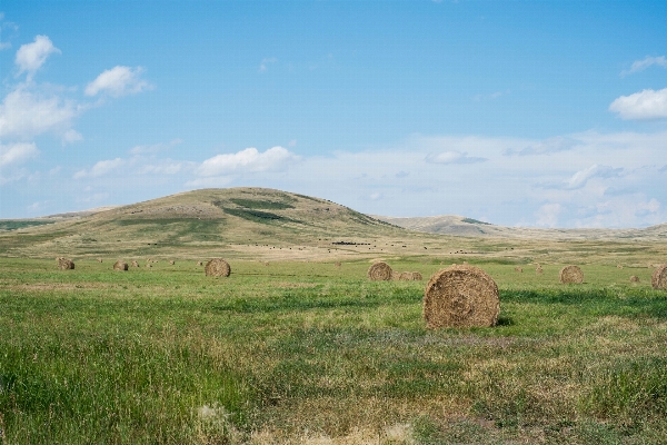 Landscape grass hay field Photo