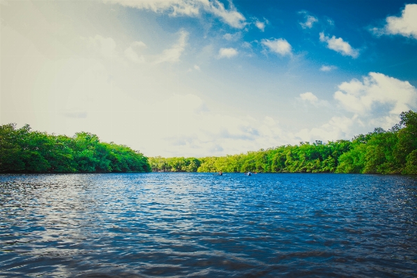 Foto árbol agua naturaleza nube