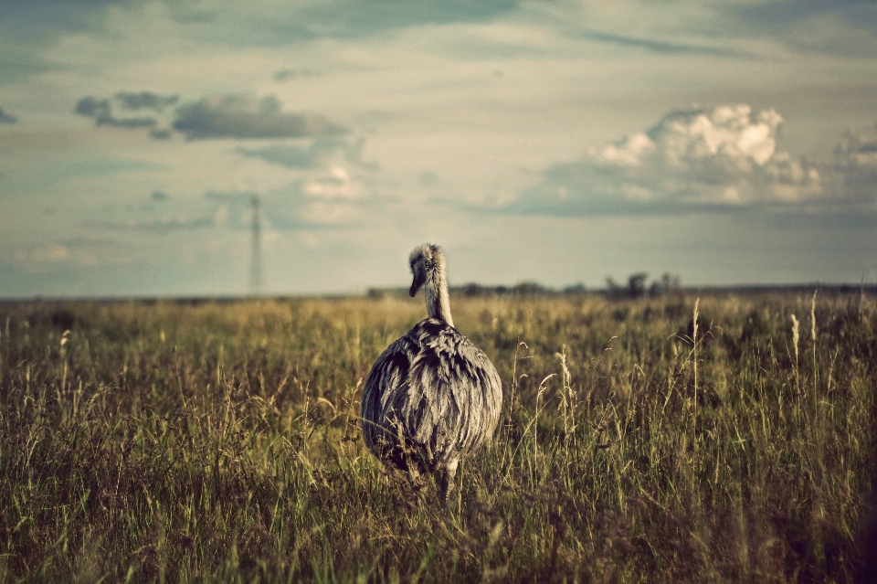 Naturaleza césped pájaro campo