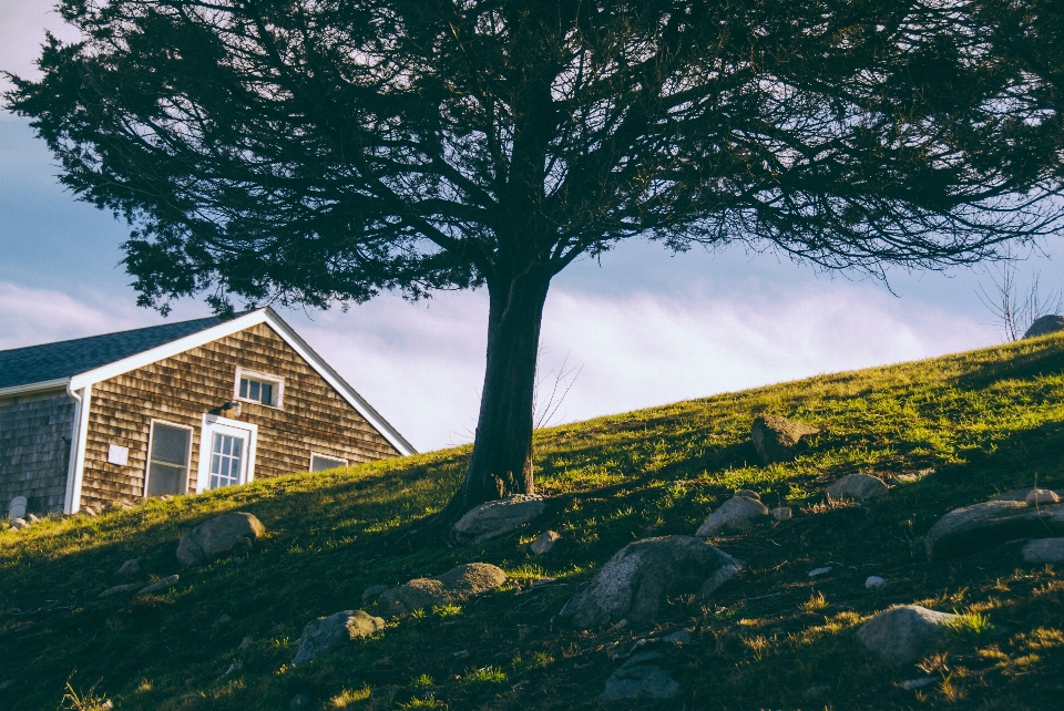 Arbre nature herbe rock