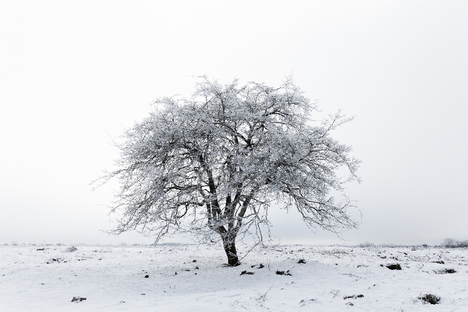 árvore filial neve inverno