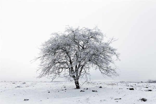 Photo Arbre bifurquer neige hiver