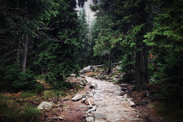 Tree nature forest path Photo