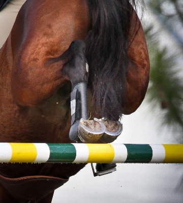 Photo Cheval étalon crinière
 diriger