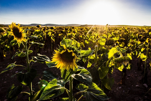 Foto Natureza plantar campo luz solar