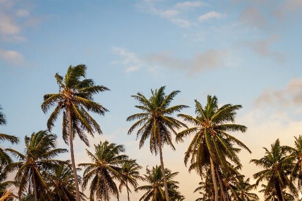 Beach sea coast tree Photo