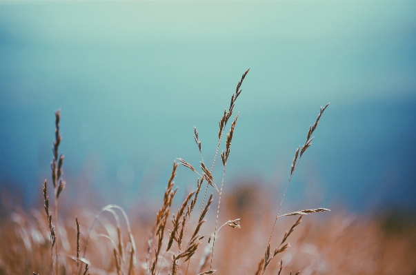 Tree nature grass horizon Photo