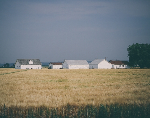 Landscape grass horizon cloud Photo