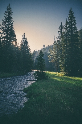 Landscape tree nature forest Photo