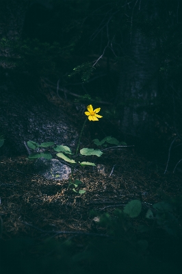 Nature light plant stem Photo