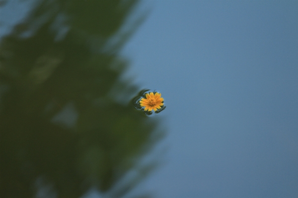 Water nature plant sky Photo