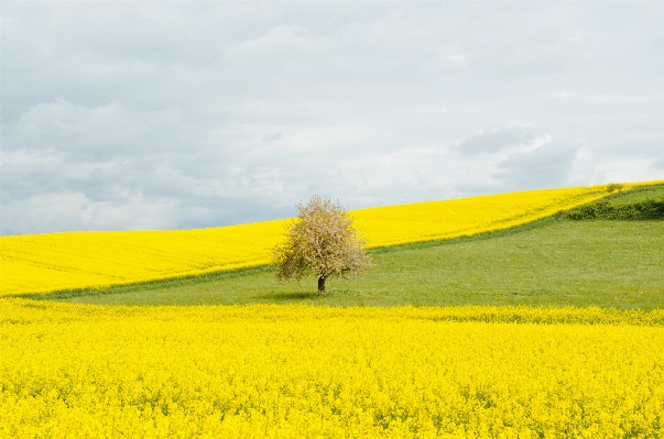 Tree horizon plant field Photo