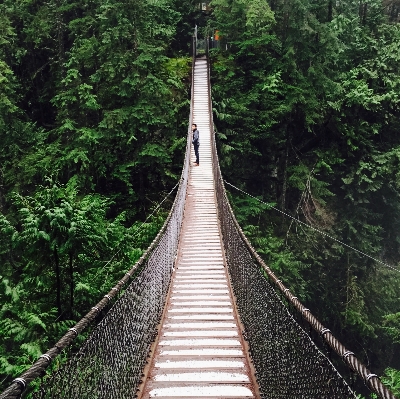 Forest track bridge suspension Photo