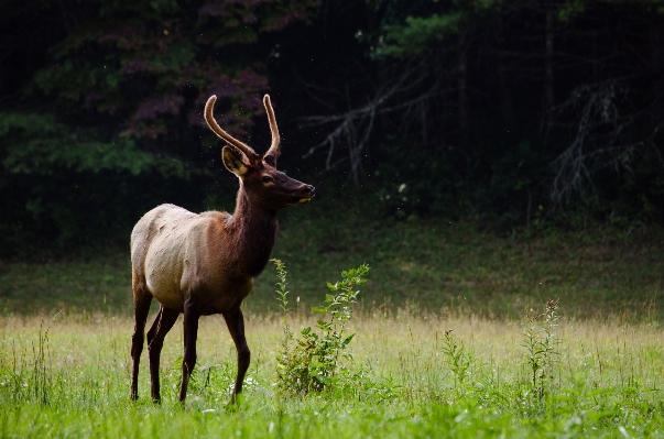 Foto Margasatwa rusa mamalia fauna