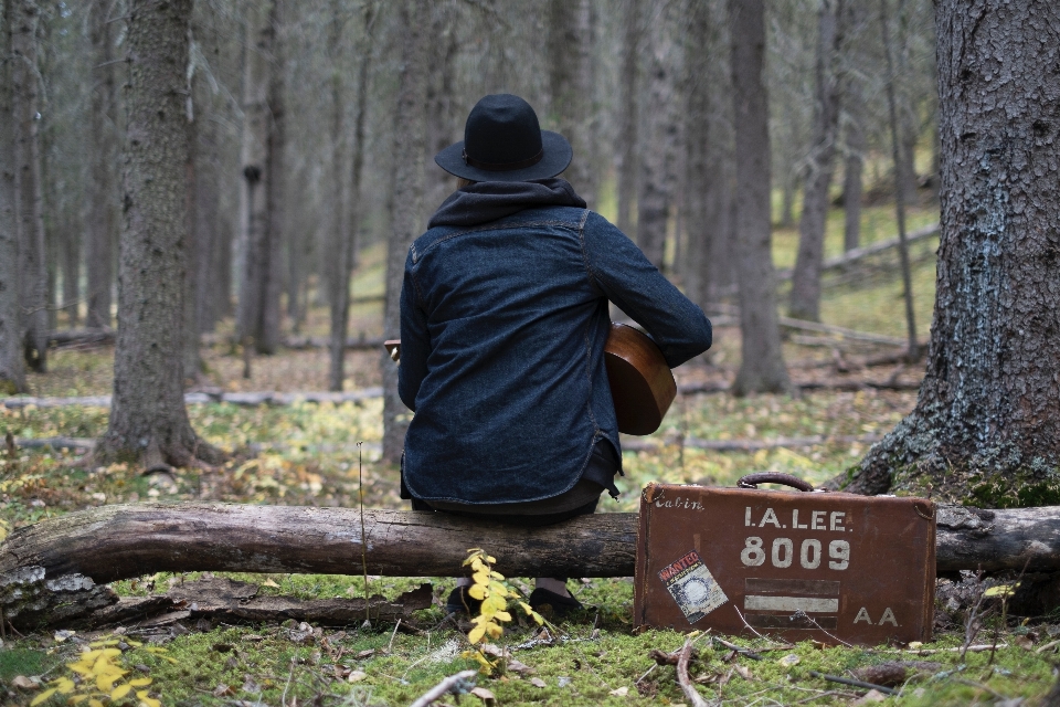 Baum wald musik holz