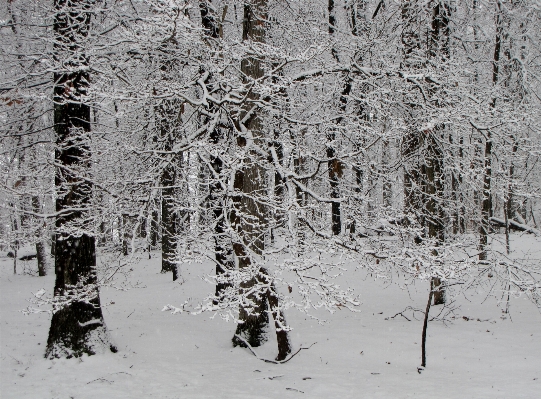 Foto Albero foresta ramo nevicare