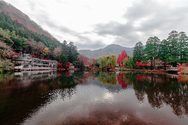 Landscape tree water nature Photo