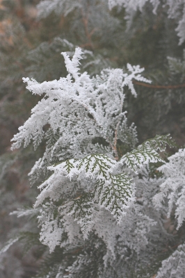 Photo Arbre bifurquer neige froid