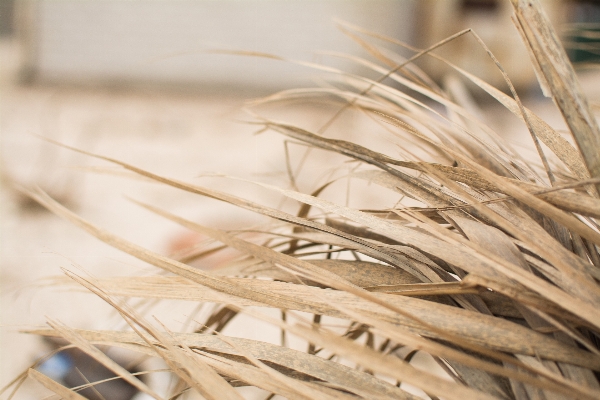 Nature grass branch plant Photo