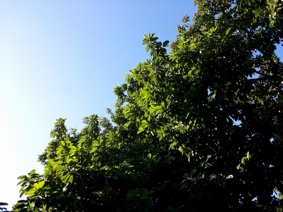 Baum natur wald zweig