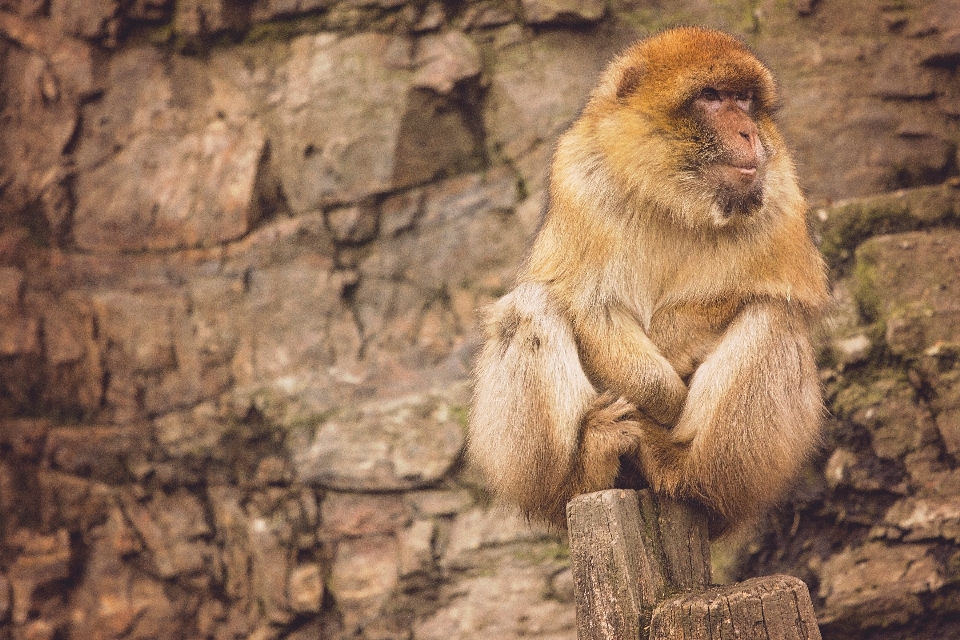 Rock 動物 野生動物 毛皮