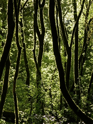 Foto Albero natura foresta ramo