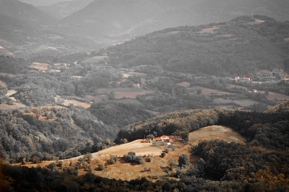 Paisaje árbol naturaleza bosque