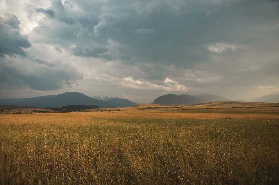 Paesaggio natura erba orizzonte