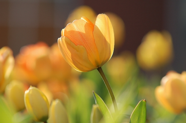 Nature blossom plant sunshine Photo